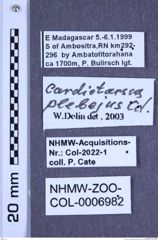 Etiketten zu Cardiotarsus plebejus (Candèze, 1895) (NHMW-ZOO-COL-0006982)